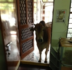 cow at the clinic