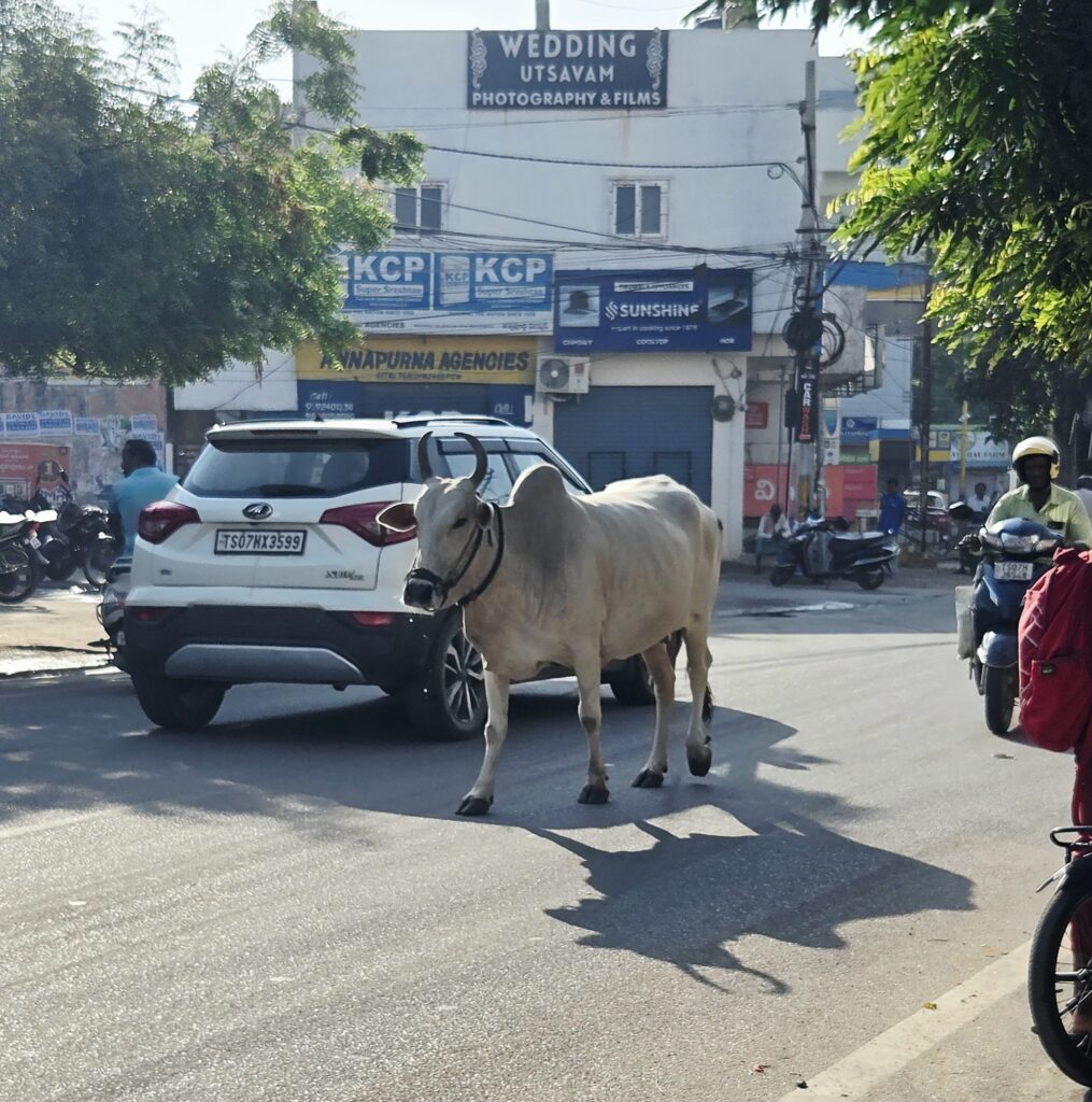Gir Cow in the road